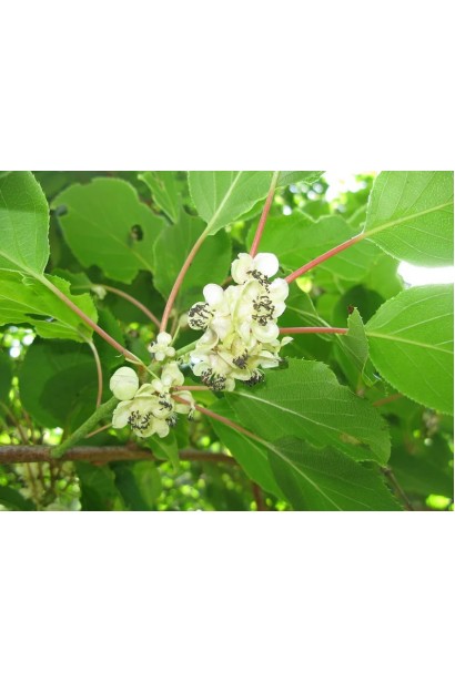 Квітуча актинідія Голд навесні